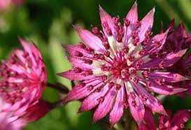 Name all the flowers in the world. List Of Flower Names A To Z With Pictures Common And Easy To Grow Types