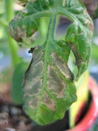 We did not find results for: Heather S Garden Please Help My Poor Little Tomato Plants
