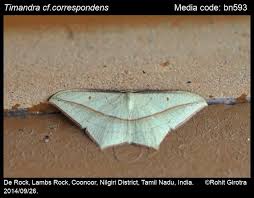 Image result for Timandra griseata