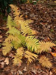 Image result for Thelypteridaceae