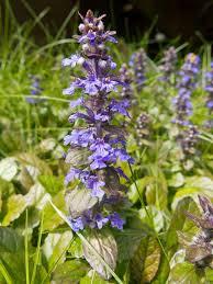 Another purple flowering perennial that blooms all summer, salvia thrives in hot, sunny, and dry garden beds. Purple Flowers Taking Over Lawn Flowers Forums
