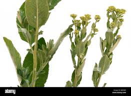 Image result for Tanacetum balsamita