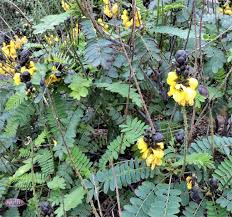 Image result for Senna didymobotrya