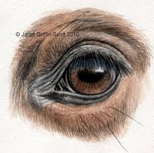 Perfect Your Horse Drawings With A Guide On How To Draw Eyes