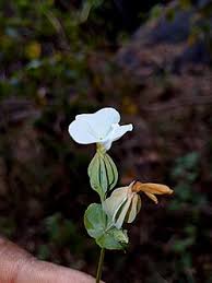 Image result for Canscora alata