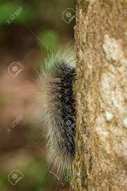 Please note the hairs of some caterpillars can cause skin irritation so care should be taken to avoid direct skin contact. Image Of Black Caterpillar Worm Eupterote Tetacea With White Stock Photo Picture And Royalty Free Image Image 128770105