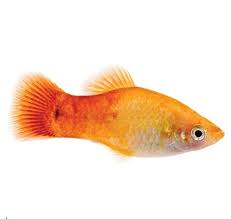The Difference In Male & Female Swordtail Fish | Pets On Mom.Com
