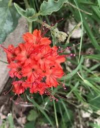 Image result for Buchnera capitata