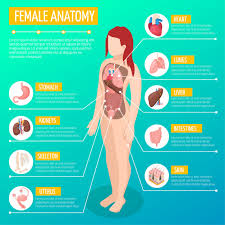 Female human anatomy vector diagram. Free Vector Woman Anatomy Infographic Layout With Location And Definitions Of Internal Organs In Female Body Isometric