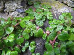 Helxine Plante Succulente Plantes Couvre Sol Idees Jardin