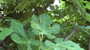 See also comparison of computer viruses. Fig Mosaic Virus Alchetron The Free Social Encyclopedia