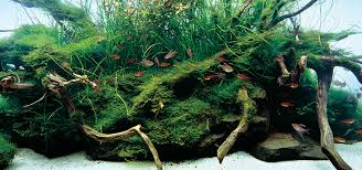 Image result for Rotala fontinalis