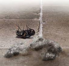 Jetzt die passende wohnung finden! Von Toten Insekten In Der Romer Wohnung Und Einsamer Poesie Minu