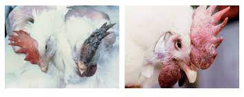 Oedema of the head and discolouration of the skin may also be seen. Avian Flu Epidemic British Columbia Poultry Imports