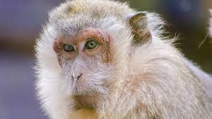 Outbreak of Mycobacterium orygis in a Shipment of Cynomolgus Macaques  Imported from Southeast Asia — United States, February–May 2023