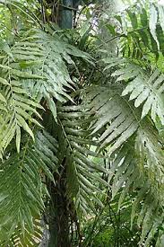 Image result for Lomariopsidaceae