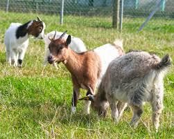 Chevre Naine La Ferme De Beaumont Les Grands Mammiferes