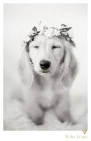 Black And Cream Dachshund Puppies Long Haired Cream Dachshund With Floral Crown To Live To Love Photography Dachshund Puppies Long Haired Dachshund Dachshund Puppy Funny