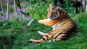 A tiger is regarded as a charismatic megafauna as an apex predator and is classified in the genus panthera. Wallpaper Bengal Tigers Grass Predator Hd Widescreen High Definition Fullscreen