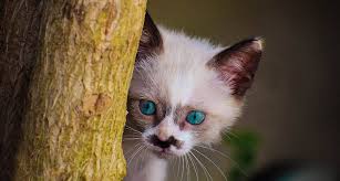 Not just a boring list of feline monikers: The Ultimate List Of Punny Cat Names 150 Hilarious Names