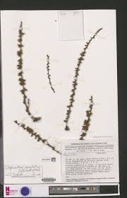 Image result for Allophylus lastoursvillensis