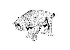 Adult leopard illustration, jaguar leopard tiger cheetah cat, jaguar, white, mammal png. Coloring Page Saber Tooth Tiger Free Printable Coloring Pages Img 9106