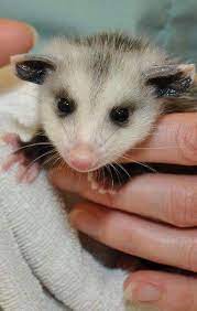 Pin By Koda On Possum Baby Opossum Baby Possum Cute Animals