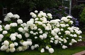 Image result for Hydrangea arborescens Pink Anabelle