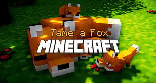 Taming a fox in minecraft can be a bit of a confusing task at first, but in reality it's quite straightforward: How To Tame A Fox In Minecraft Minecraft Tutos