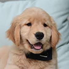 Pippen The Retriever