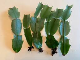 Image result for cactus cuttings