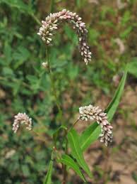 Image result for Persicaria lapathifolia