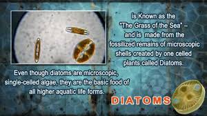 What a lot of people don't realize is it is an incredible supplement, a food source that you can eat. Food Grade Diatomaceous Earth Benefits Human Use Review
