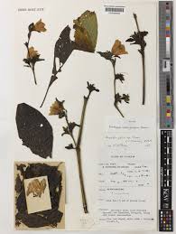 Image result for Acanthopale pubescens