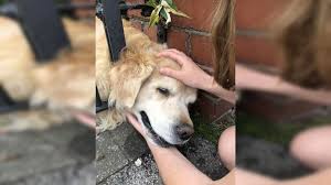 We became a registered charity in 2017. Cardiff Rescue Dog Freed After Getting Head Stuck In Gate Bbc News