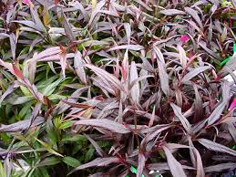 Image result for Strobilanthes anisophylla