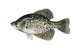 River Fishing Adventure In Georgia