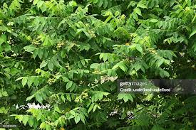 Image result for Juglandaceae