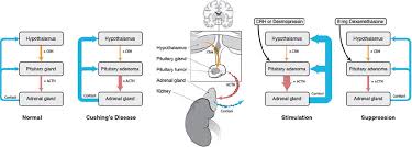 Cushing S Disease Pathobiology Diagnosis And Management In Journal Of Neurosurgery Volume 126 Issue 2 2017