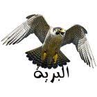 صور صقور أجمل خلفيات وصور الصقور رمزيات صقور روعة موقع حصري hawk pictures free images free pictures