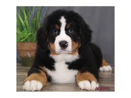 Maybe you would like to learn more about one of these? Bernese Mountain Dog Dog Male Black Tan White 2325900 Petland Racine Wi