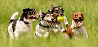 The following poems about dogs dying are written from both a dog's and an owner's perspective. The Best Dog Poems Reveal The Good And The Mischievous In Our Canine Friends Literary Hub