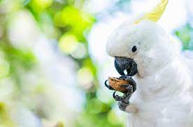 A great university experience doesn't have to be expensive! Bilder Zoo Loro Gratis Vektoren Fotos Und Psds