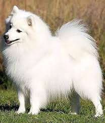 Japanese Spitz Breed Info Pictures Japanese Spitz Japanese Spitz Dog Japanese Dogs