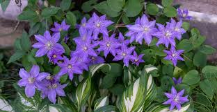 Armand clematis (clematis armandii) is an evergreen clematis that flowers in late march. All About Clematis My Garden Life
