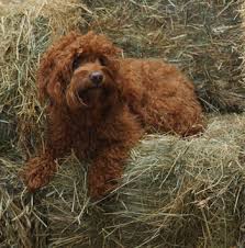 Most of our dogs are being fostered at the headquarters, but we also have additional foster homes in southern wisconsin, iowa, and minnesota. Teddy Bear Puppy Rescue Wisconsin