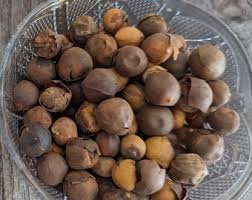 Image result for Afrostyrax lepidophyllus
