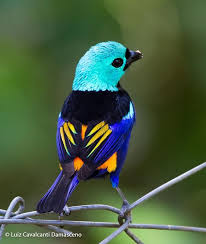 Seven Colored Tanager Tangara Fastuosa Videos Photos And Sound Recordings The Internet Bird Collection Beautiful Birds Colorful Birds Nature Birds