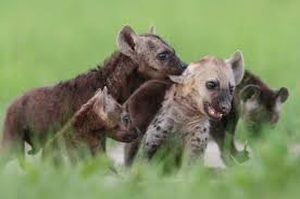 African Parks On Twitter In 2020 Apex Predator Mammals Save Wildlife