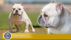 shorty bull the american bully registry